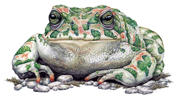 Green Toad- Framed Original Drawing
