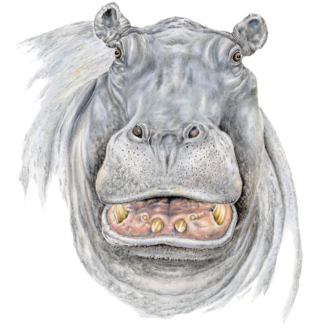 Hippo Face Limited-Edition Print