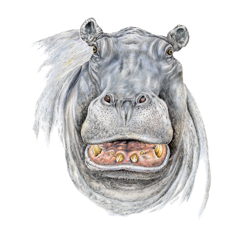 Hippo Wildlife Art Cloth Face Mask