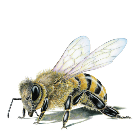 Honey Bee Wildlife Art Cloth Face Mask