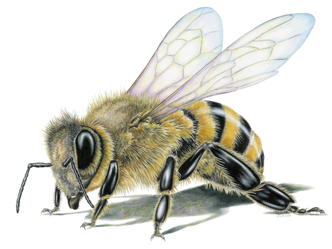 Honey Bee Wildlife T-shirt