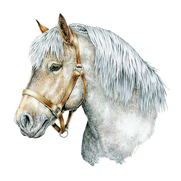 Horse Head Wildlife Art Cloth Face Mask