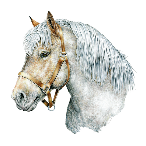 Horse Head Wildlife Art Cloth Face Mask