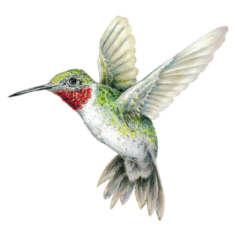 Hummingbird Wildlife Art Cloth Face Mask