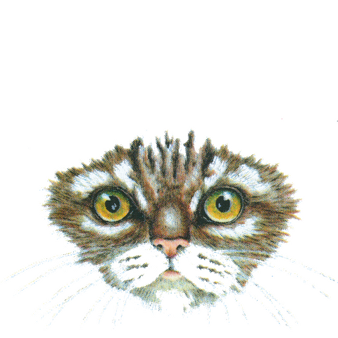 Kitten Face Wildlife Art Cloth Face Mask