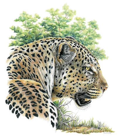 Leopard glancing, Limited-Edition Print