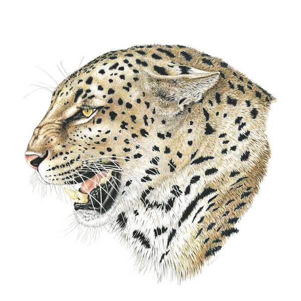 Leopard Profile Wildlife Art Cloth Face Mask
