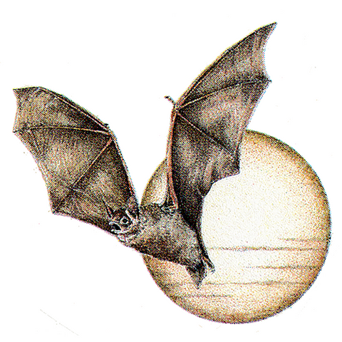 Bat Wildlife Art Cloth Face Mask