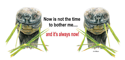 Galapagos Tortoise "Now is Not The Time" Mug