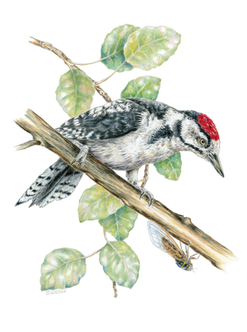 Great Spotted Woodpecker Limited-Edition Print
