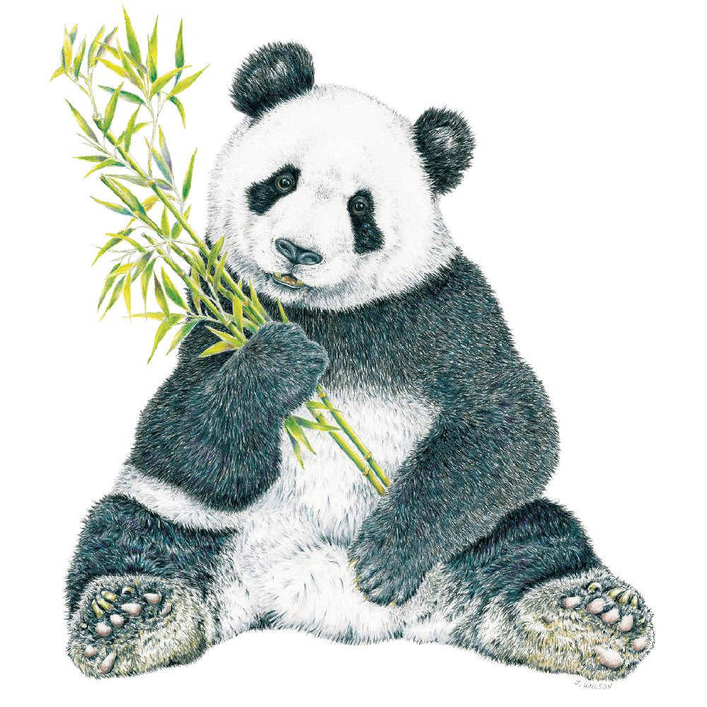 Panda-Limited Edition Print