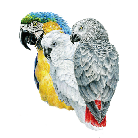 Parrots Wildlife Art Cloth Face Mask