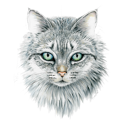 Domestic Cat Face - Limited Edition Print