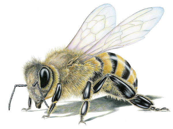 Honey Bee Framed Original Drawing