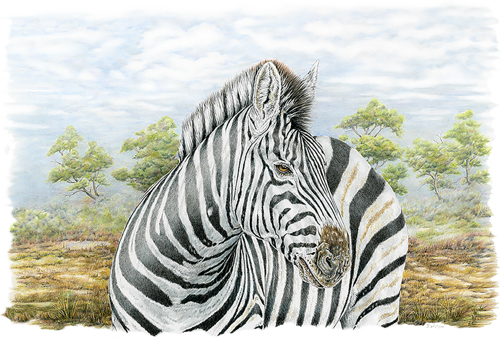 Zebra- Framed Original Drawing – Wildlife Drawings by Jim Wilson