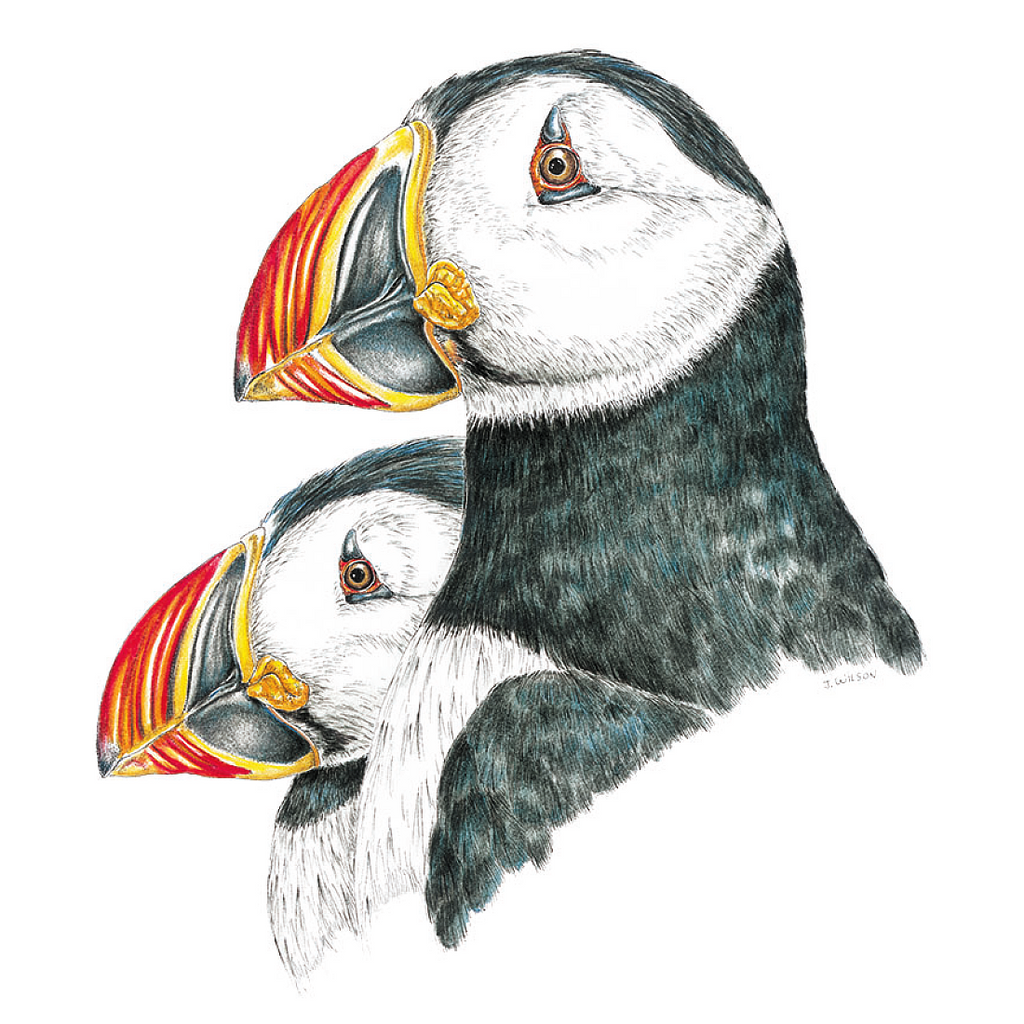 Puffin Wildlife Art Cloth Face Mask