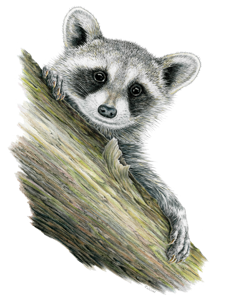 Raccoon Framed Original Drawing – Wildlife Drawings by Jim Wilson