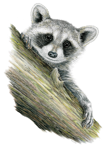 Raccoon Framed Original Drawing