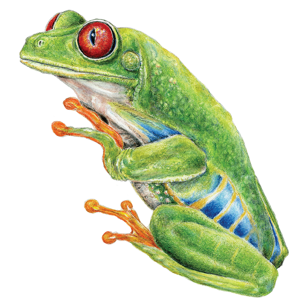 Red Eyed Tree Frog Wildlife Art Cloth Face Mask