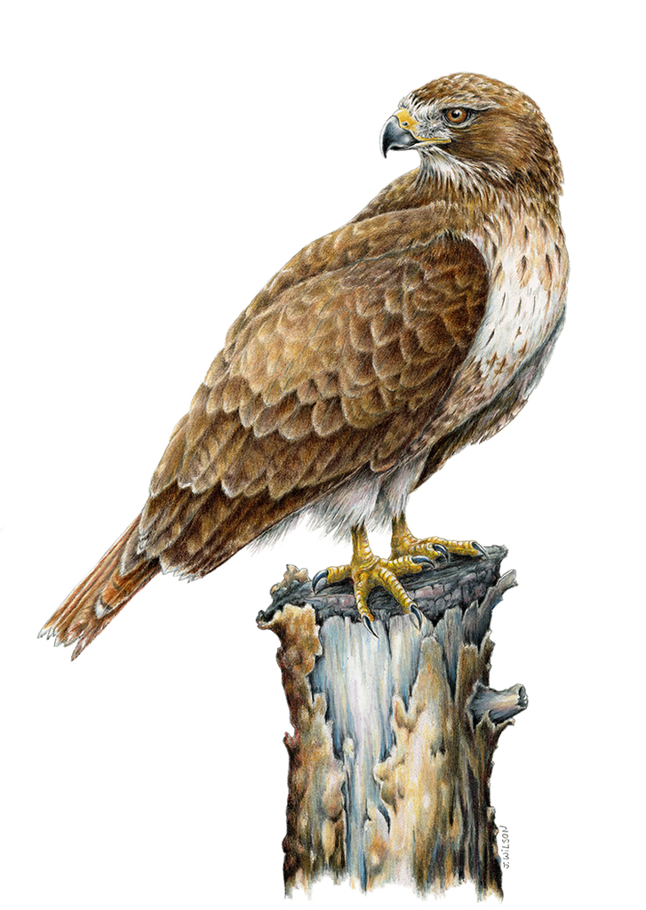 Red Tailed Hawk Limited-Edition Print