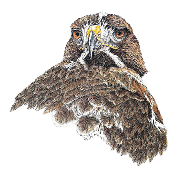 Red Tailed Hawk Wildlife Art Cloth Face Mask