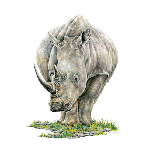 Rhino Wildlife Art Cloth Face Mask