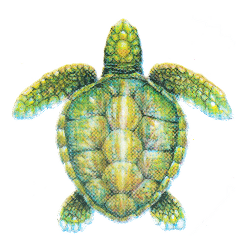 Sea Turtle Wildlife Art Cloth Face Mask