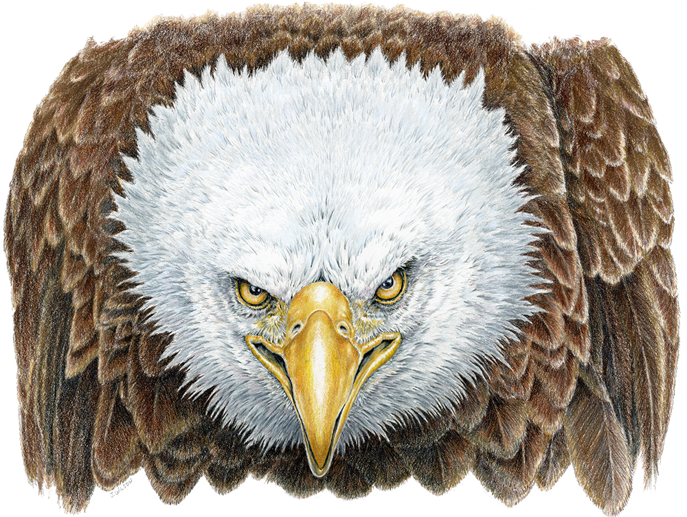 Angry Bald Eagle, Limited-Edition Print