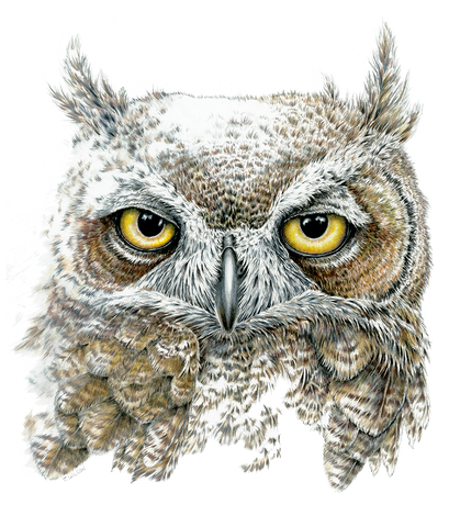Great Horned Owl Face, Limited-Edition Print