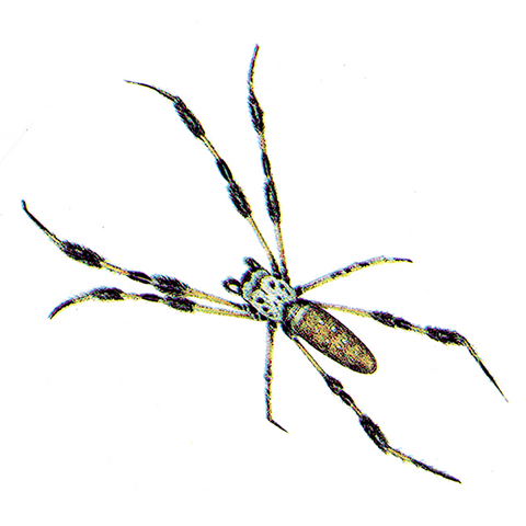Spider Wildlife Art Cloth Face Mask