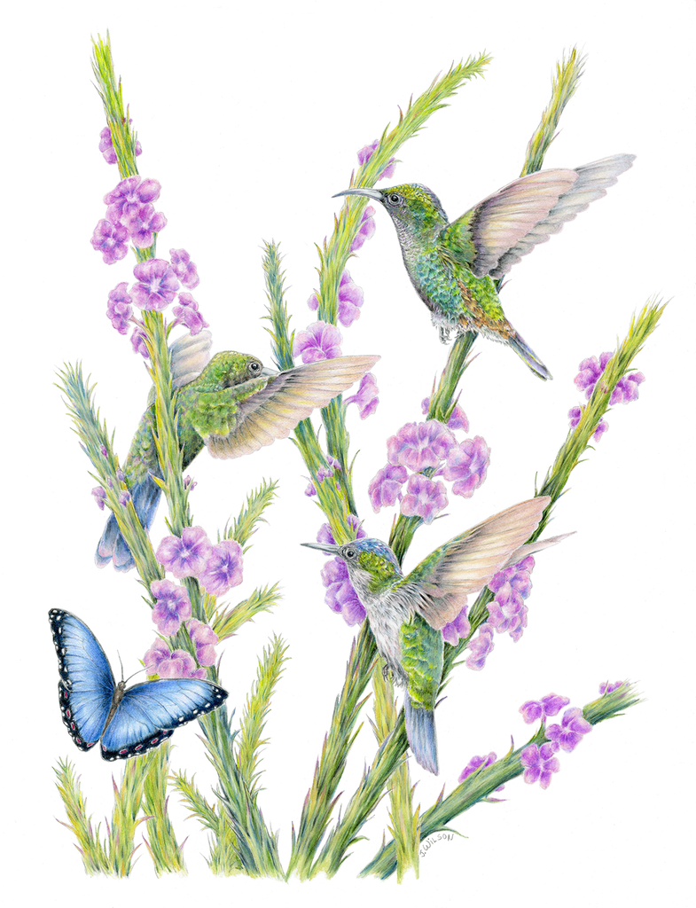 Three Hummingbirds and a Butterfly Limited-Edition Print
