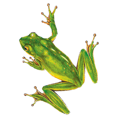 Tree Frog Wildlife Art Cloth Face Mask