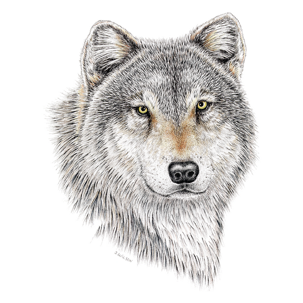 Wolf Wildlife Art Cloth Face Mask